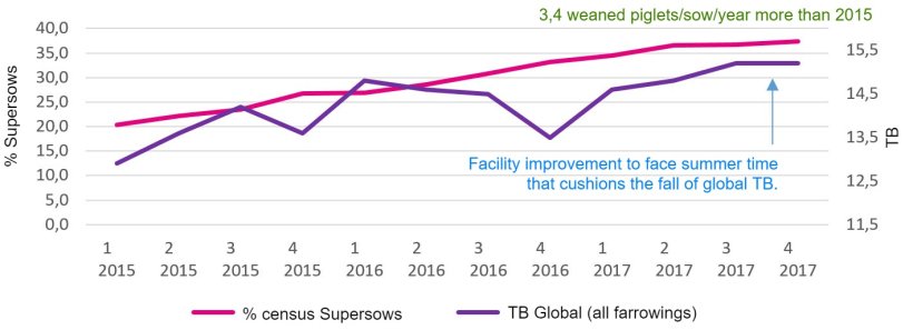 Graph 2. Percentage of supersows and Global total born.